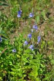 Veronica teucrium. Цветущие растения. Крым, Бахчисарайский р-н, Качинский каньон, скала Бурун-Кая, луговой склон. 04.06.2016.