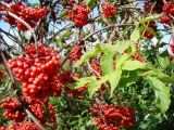 Sambucus racemosa. Ветви с соплодиями и лист. Пензенская обл., Каменский р-н, с. Большие Верхи, насаждения вдоль оврага. 10 августа 2016 г.