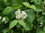 Viburnum burejaeticum