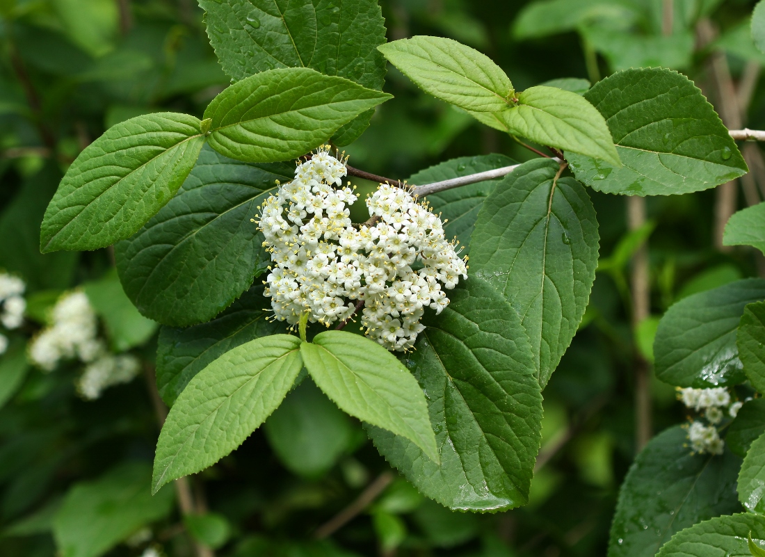 Image of Viburnum burejaeticum specimen.