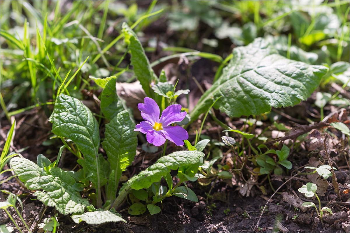 Изображение особи Primula vulgaris.