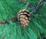 Pinus pallasiana