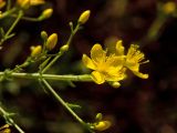 Hypericum triquetrifolium. Верхушка веточки с цветками и бутонами. Греция, о-в Крит, ном Ханья (Νομός Χανίων), дим Киссамос (Κίσσαμος), рудеральное местообитание между сельскохозяйственными угодьями и просёлочной дорогой. 20 июня 2017 г.