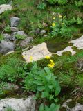 Doronicum altaicum. Цветущие растения. Западный Саян, Ергаки, окр. озера Горных Духов. Август 2008 г.