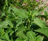 Heliopsis helianthoides подвид scabra. Верхушки побегов с нераскрывшимися соцветиями. Восточный Казахстан, г. Усть-Каменогорск, Архитектурно-ландшафтный музей-заповедник, в культуре. 06.06.2017.