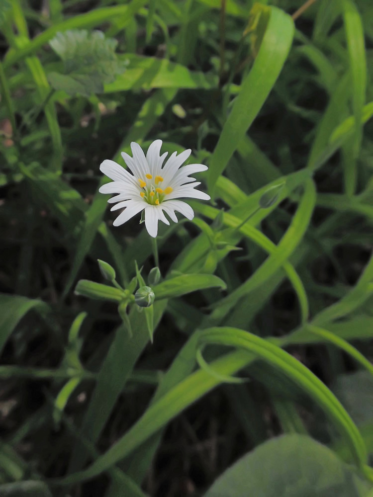 Image of Stellaria holostea specimen.