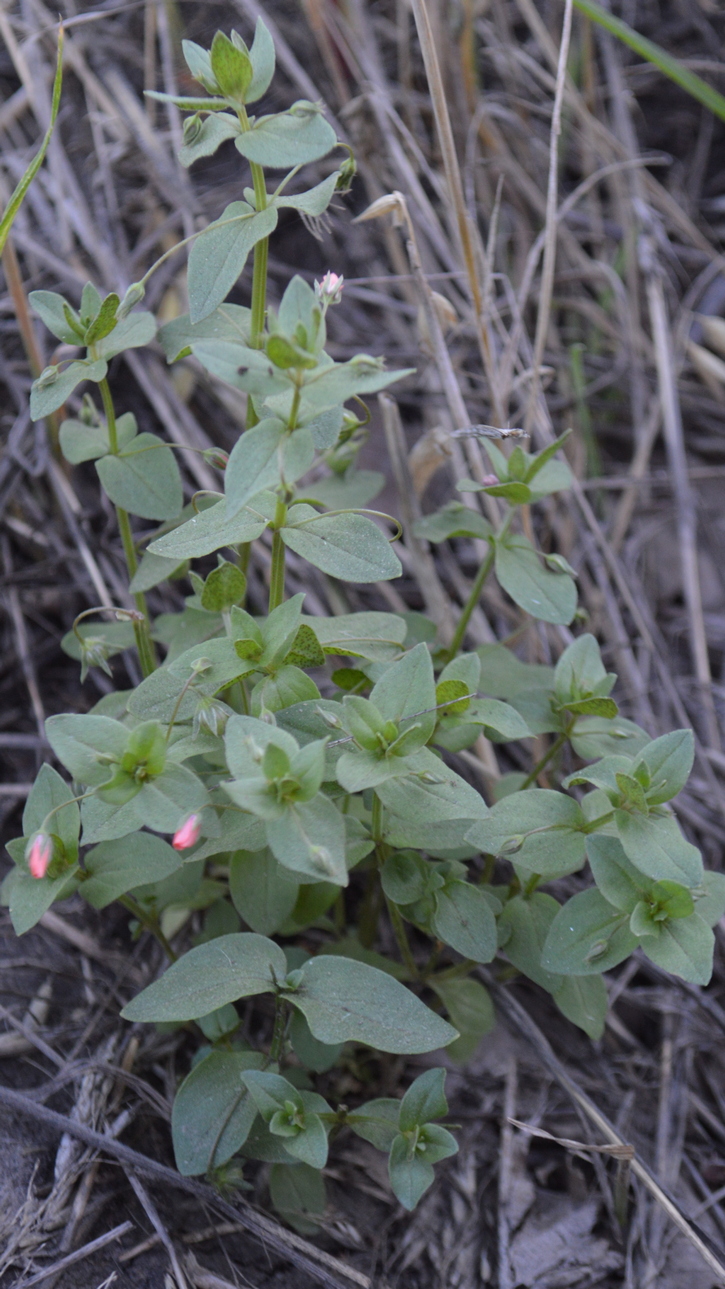 Изображение особи Anagallis arvensis.