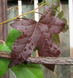 Liquidambar styraciflua