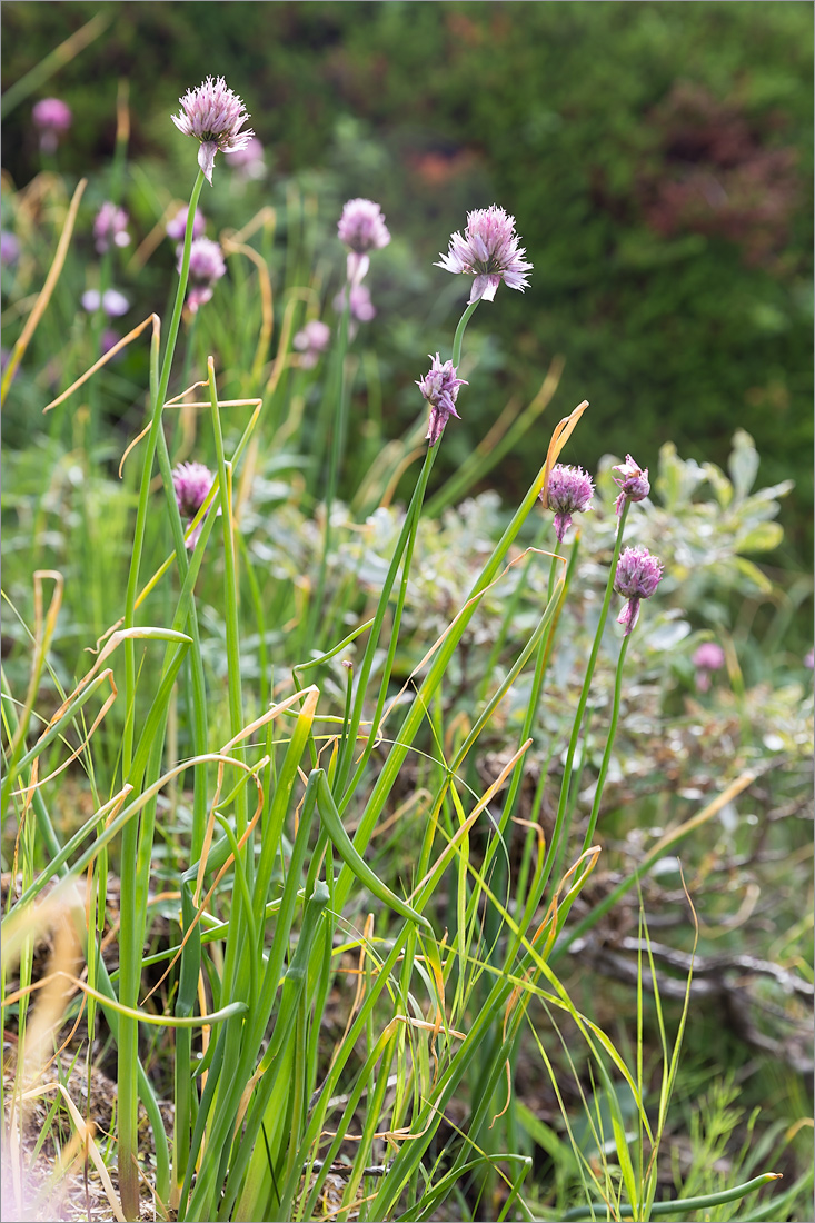 Изображение особи Allium schoenoprasum.