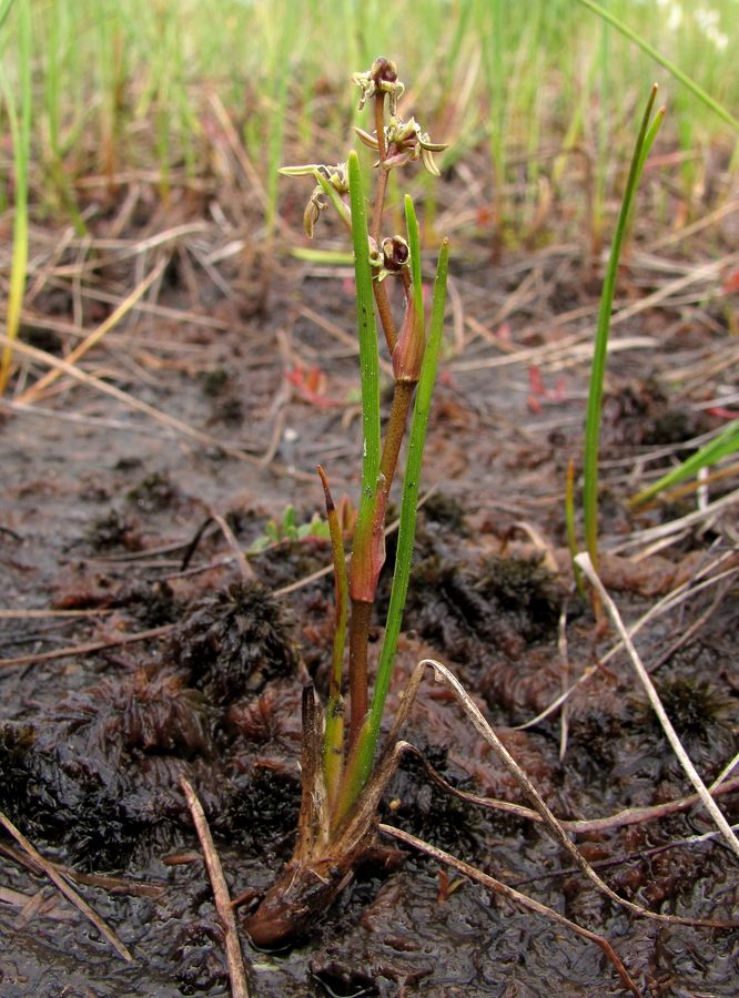 Изображение особи Scheuchzeria palustris.