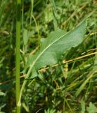 Rumex acetosa