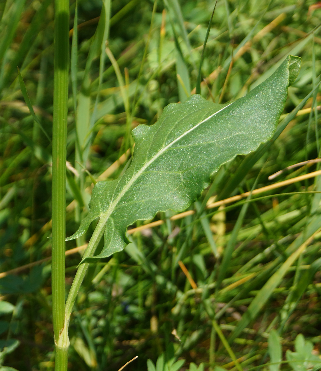 Изображение особи Rumex acetosa.