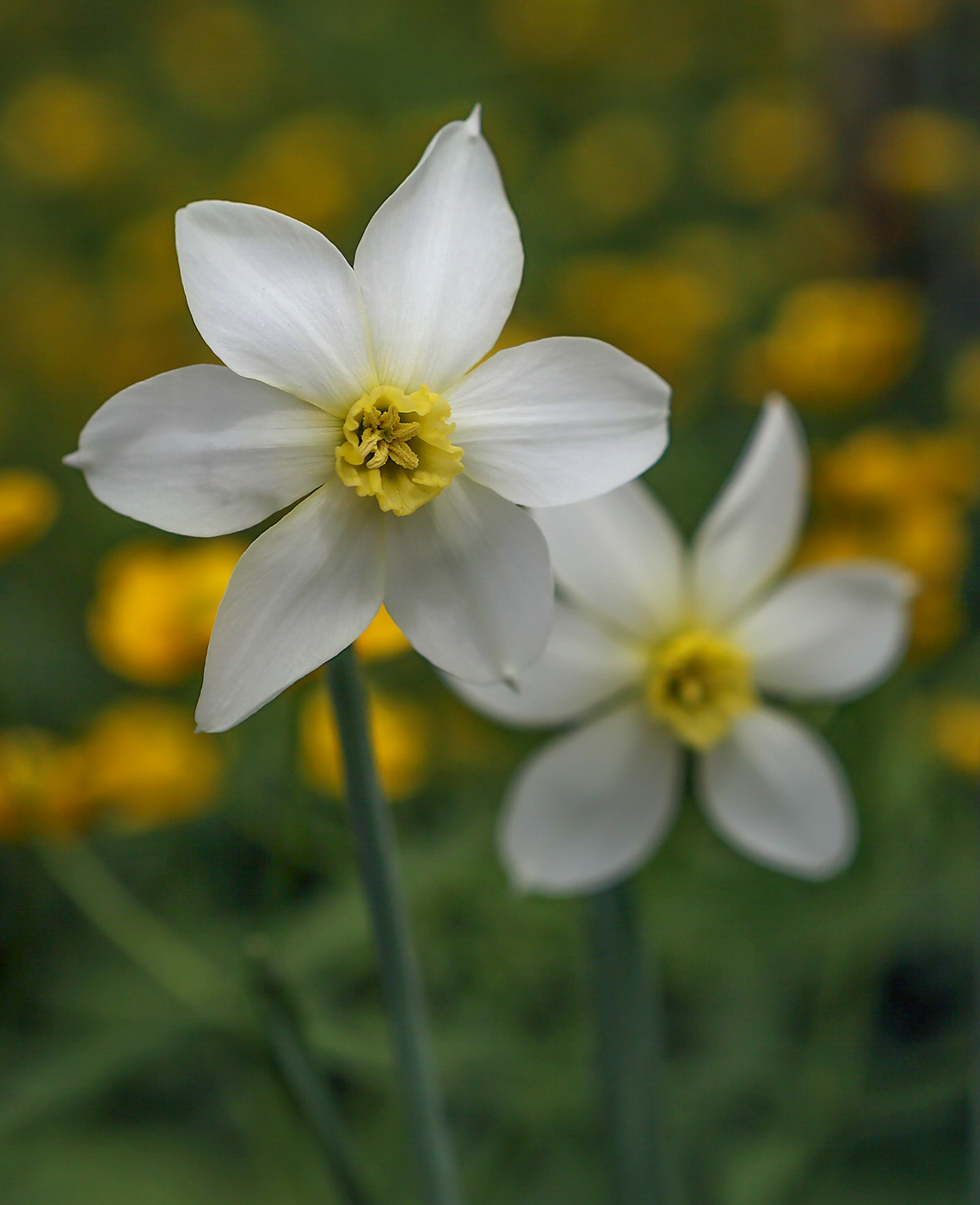 Изображение особи род Narcissus.
