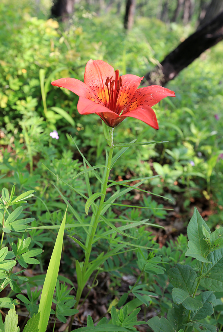 Image of Lilium pensylvanicum specimen.