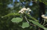 Sorbus takhtajanii. Отцветающее соцветие и листья. Санкт-Петербург, Ботанический сад БИН РАН. 05.06.2019.