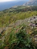 Calamagrostis langsdorffii. Плодоносящее растение. Башкирия, Белорецкий р-н, гора Большой Иремель, ≈ 1400 м н.у.м., каменистый склон. 30.07.2019.