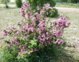 Weigela florida