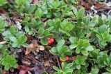 Arctostaphylos uva-ursi