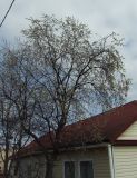 Salix rorida. Крона цветущего мужского дерева. Магаданская обл., г. Магадан, около частного дома. 06.05.2019.