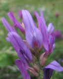 Astragalus onobrychis