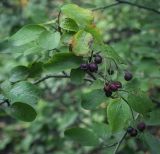 род Cotoneaster. Верхушка плодоносящей веточки. Санкт-Петербург, Ботанический сад БИН РАН, дендрарий. 10.09.2020.