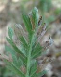 Pyrethrum poteriifolium