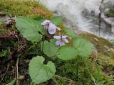 Viola selkirkii