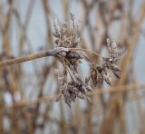 Schoenoplectus lacustris. Верхушка плодоносящего высохшего побега. Пермский край, Лысьвинский р-н, окр. с. Кын-завод, р. Чусовая, мелководье. 05.11.2021.