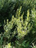 Salix rosmarinifolia. Вегетирующее растение. Беларусь, Витебская обл., окр. пос. Езерище, ключевое(?) травяное болото. 07.08.2021.