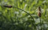 Plantago lanceolata. Верхушки цветущих и плодоносящих побегов. Москва, ГБС, дендрарий, периодически скашиваемый луг под пологом леса. 31.08.2021.