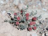 Astragalus calycinus. Плодоносящее растение. Дагестан, Буйнакский р-н, окр. Чиркейского вдхр., глинистые обнажения. 27 мая 2022 г.