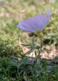 Oenothera speciosa