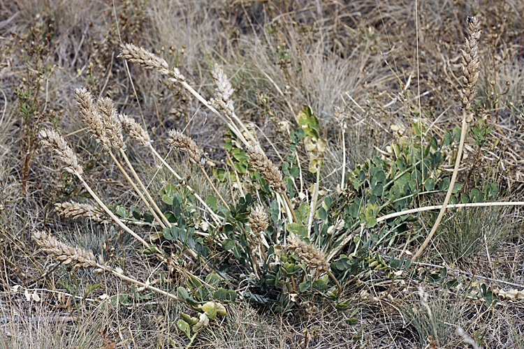 Изображение особи Astragalus platyphyllus.