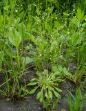 Androsace filiformis. Цветущее растение в сообществе с Plantago и др. травянистыми растениями. Тверская обл., Кимрский р-н, влажная зарастающая колея лесной дороги. 10.06.2022.