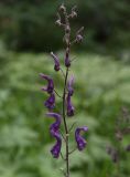 Aconitum septentrionale. Соцветие. Челябинская обл., Верхнеуфалейский гор. округ, гора Аракуль, западное подножие одной из скал Среднего Шихана. 2 июля 2023 г.