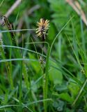 genus Carex