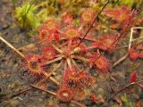 Drosera rotundifolia. Розетка листьев с основанием цветоноса. Нидерланды, провинция Drenthe, национальный парк Drentsche Aa, заказник Gasterse Duinen, на краю сфагнового болота. 2 сентября 2007 г.