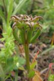 Valerianella echinata