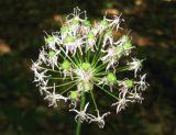 Allium quercetorum. Соцветие с завязавшимися плодами. Крым, гора Северная Демерджи, буковый лес. 25 июня 2011 г.