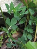 Lotus corniculatus