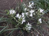 Ornithogalum navaschinii