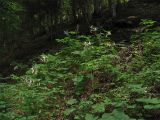 Lunaria rediviva