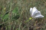 Convolvulus betonicifolius