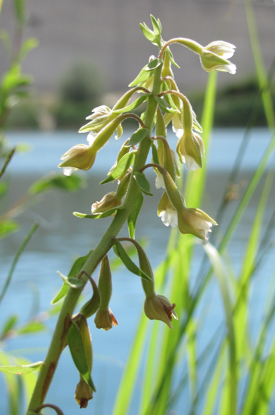 Изображение особи Epipactis palustris.