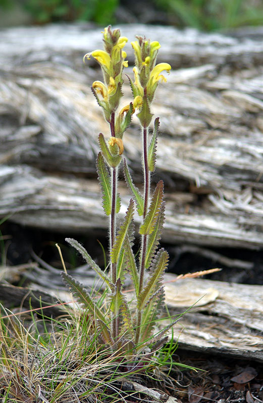 Изображение особи Pedicularis tristis.