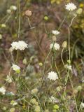 Scabiosa ochroleuca. Соцветия и соплодия. Казахстан, Восточно-Казахстанская область; Западный Алтай, скл. Ульбинского хребта, окр. г. Усть-Каменогорска. 13.08.2012.