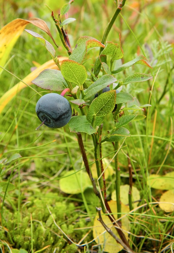 Изображение особи Vaccinium myrtillus.