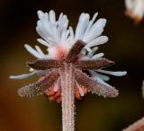 Reseda orientalis