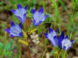 Gentiana olivieri