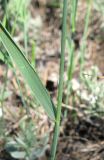 Agropyron pinifolium